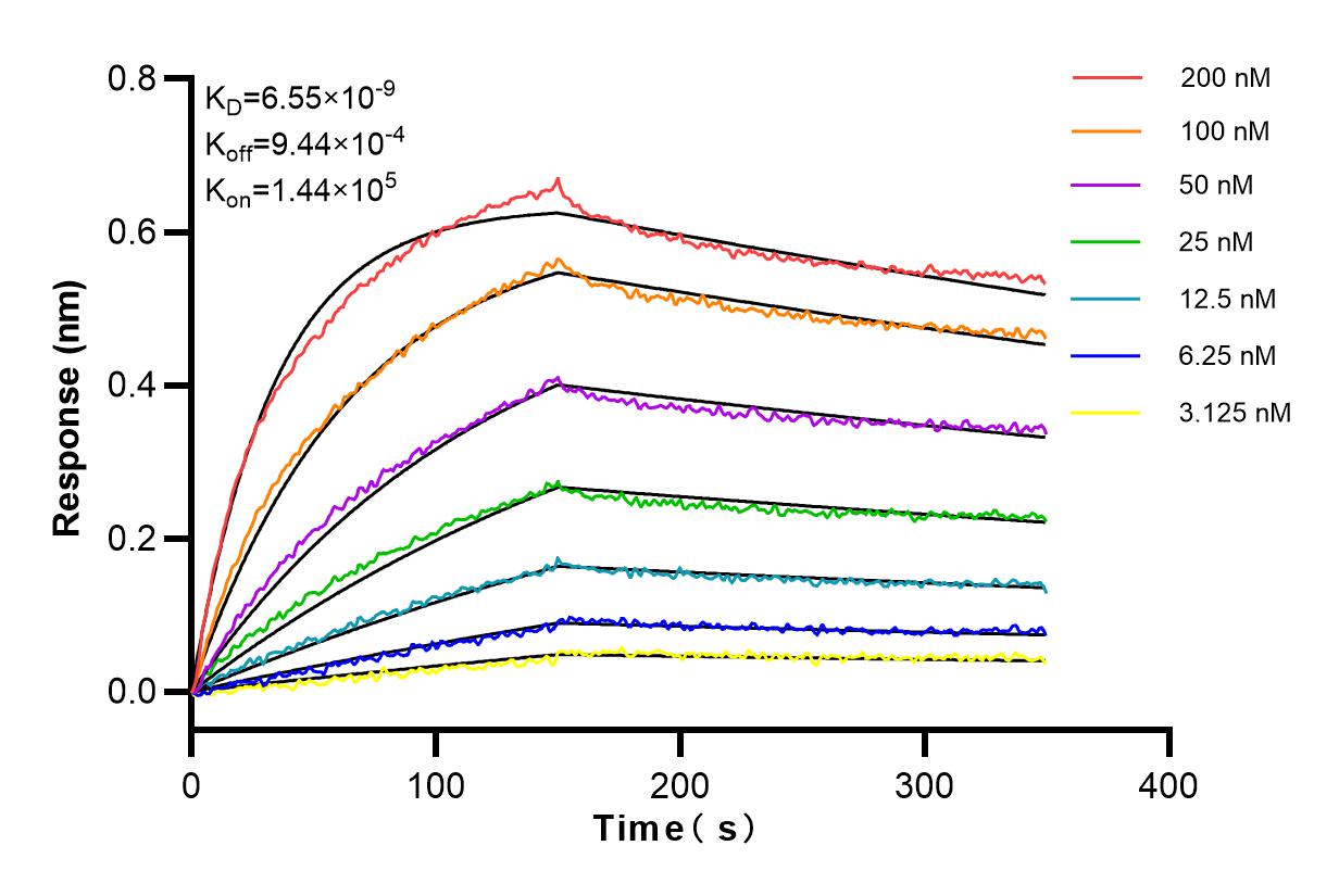 Affinity and Kinetic Characterization of 83574-3-RR