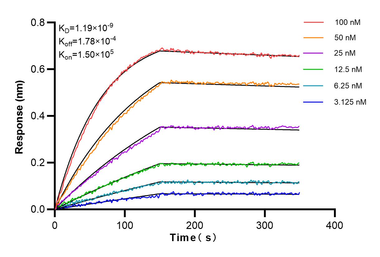 Affinity and Kinetic Characterization of 83578-6-RR