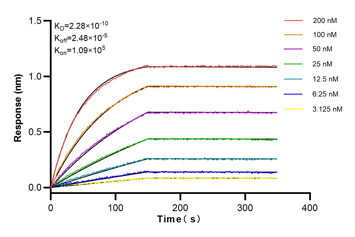 Affinity and Kinetic Characterization of 83579-5-RR