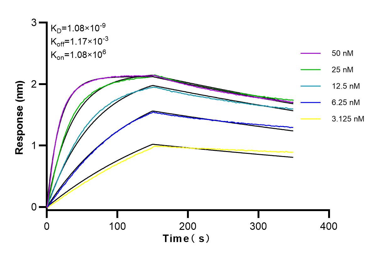 Affinity and Kinetic Characterization of 83580-1-RR