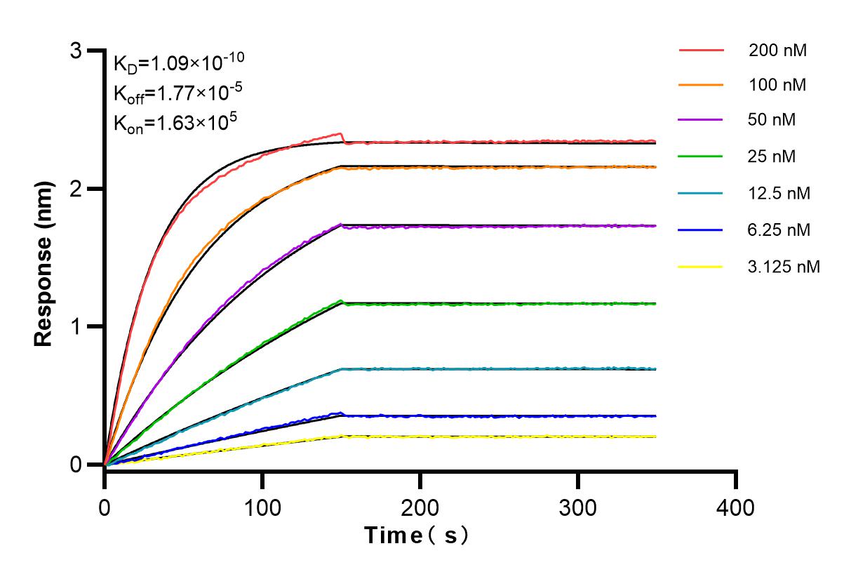 Affinity and Kinetic Characterization of 83581-3-RR