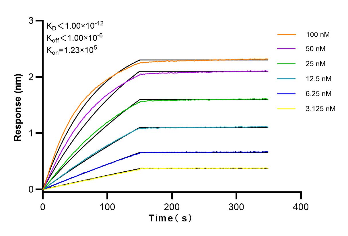 Affinity and Kinetic Characterization of 83583-1-RR