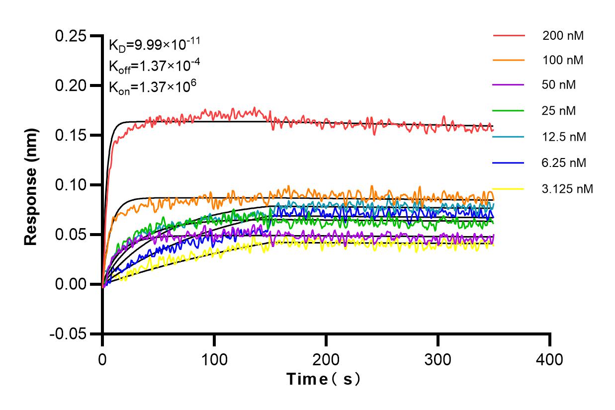 Affinity and Kinetic Characterization of 83585-1-RR