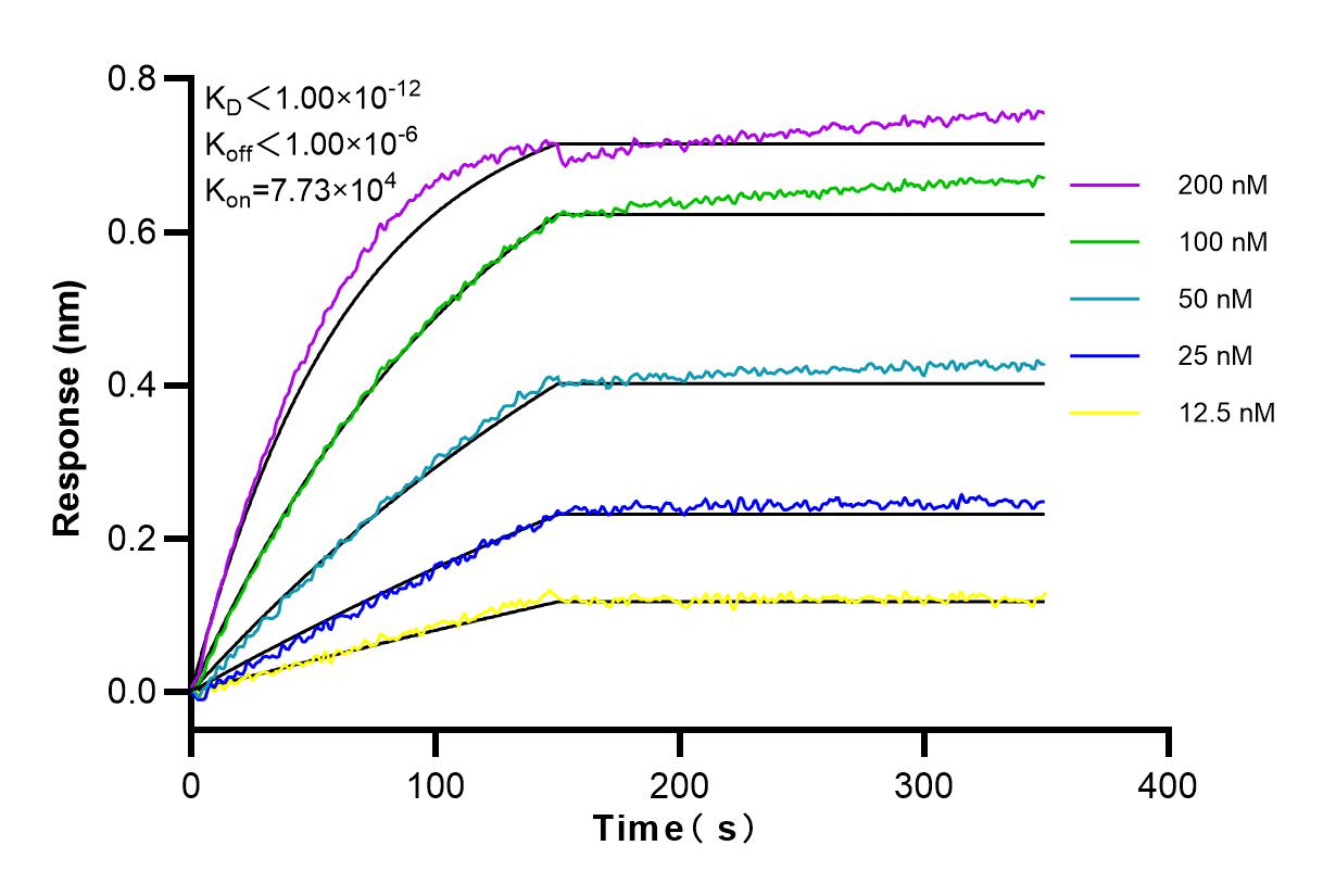 Affinity and Kinetic Characterization of 83588-3-RR