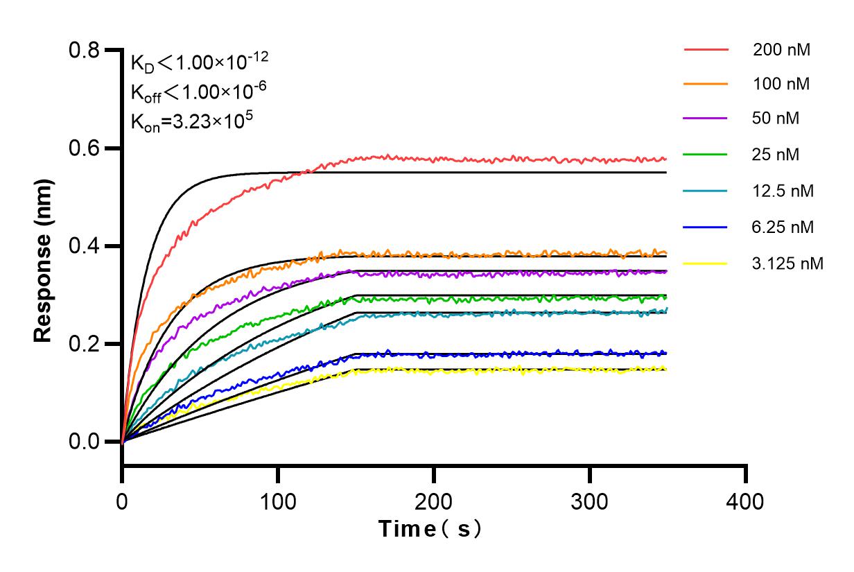 Affinity and Kinetic Characterization of 83588-3-RR