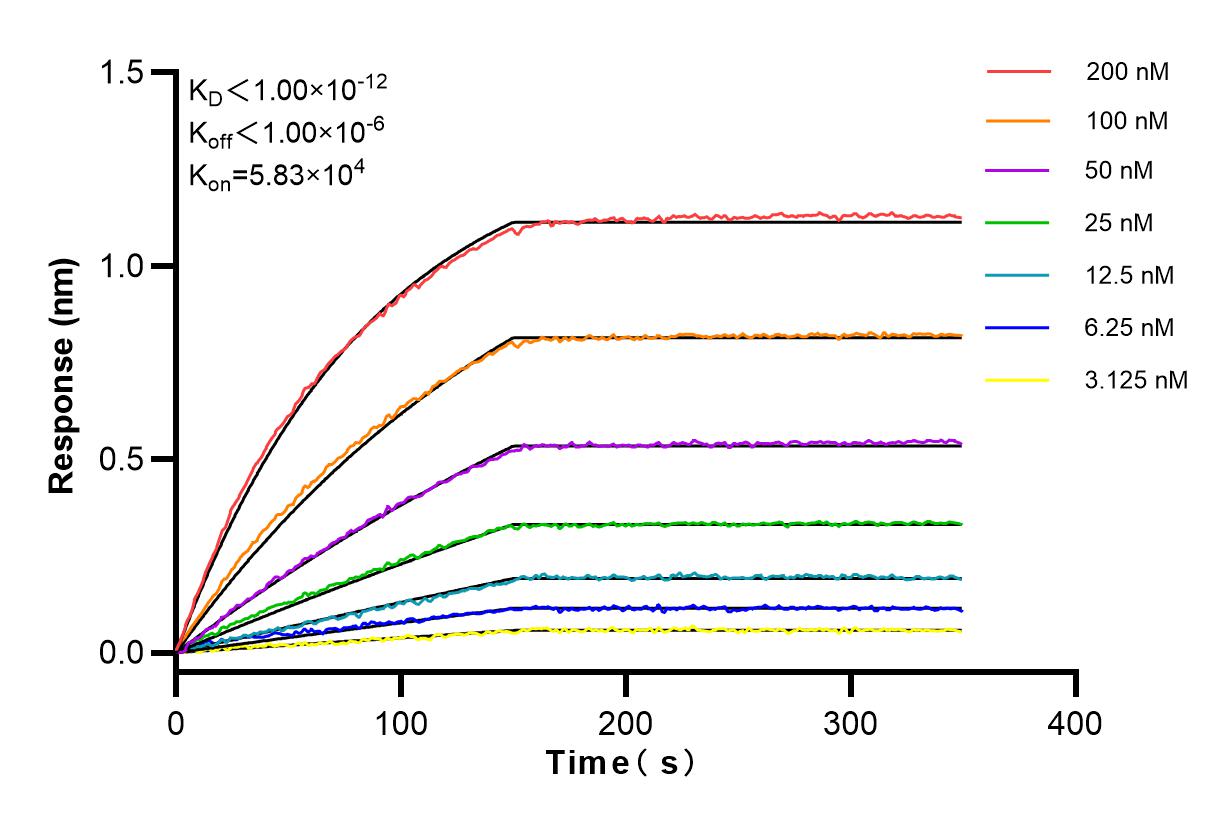 Affinity and Kinetic Characterization of 83594-4-RR