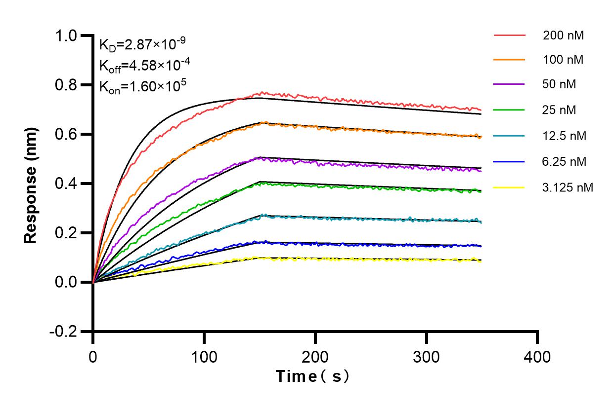 Affinity and Kinetic Characterization of 83595-4-RR