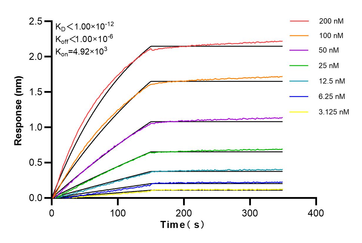 Affinity and Kinetic Characterization of 83613-6-RR