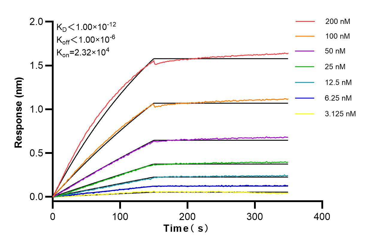 Affinity and Kinetic Characterization of 83619-5-RR