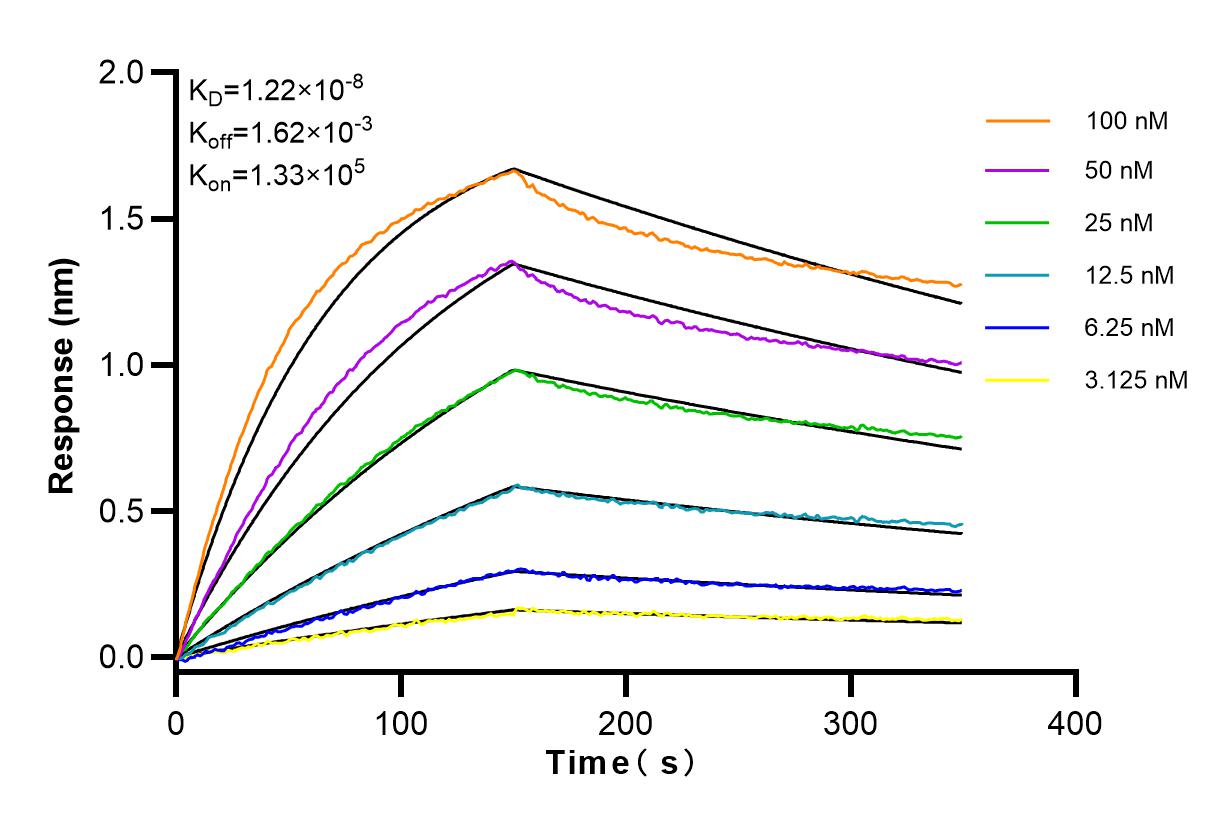 Affinity and Kinetic Characterization of 83634-5-RR