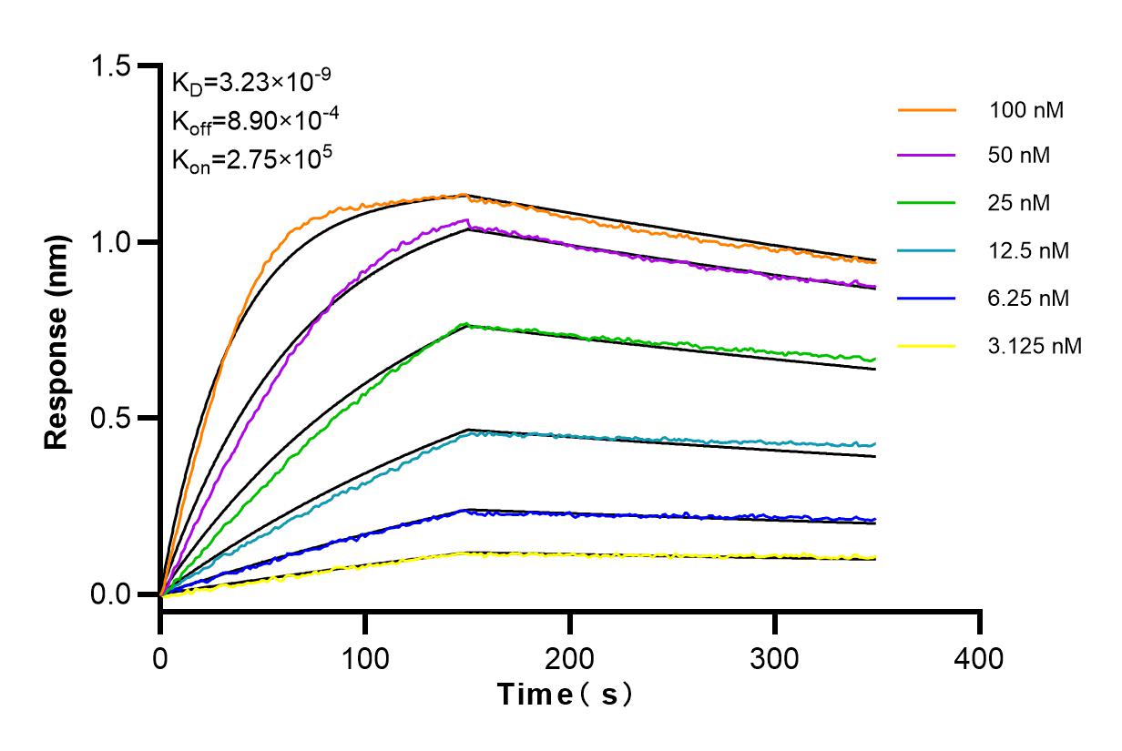 Affinity and Kinetic Characterization of 83635-2-RR