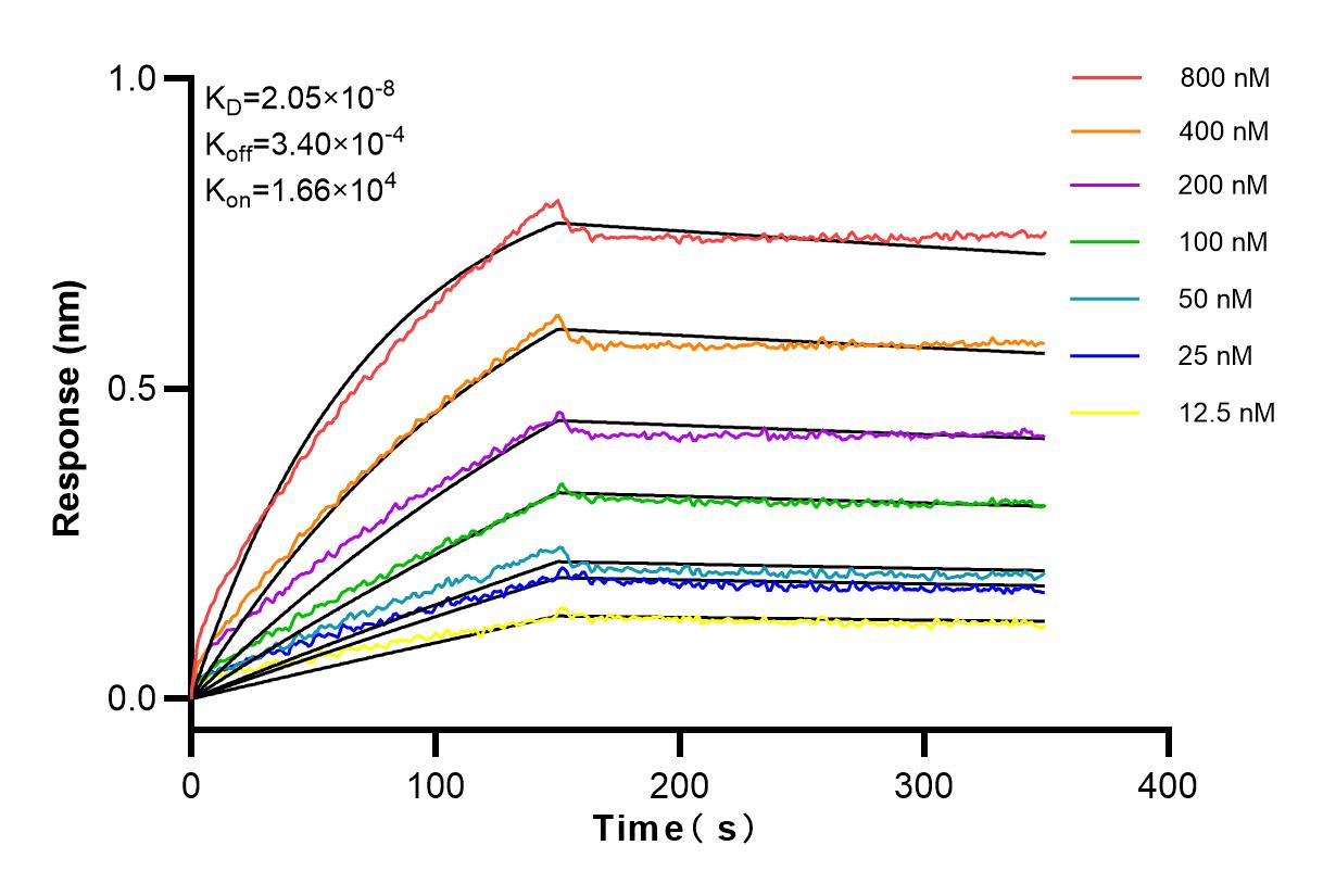 Affinity and Kinetic Characterization of 83637-4-RR