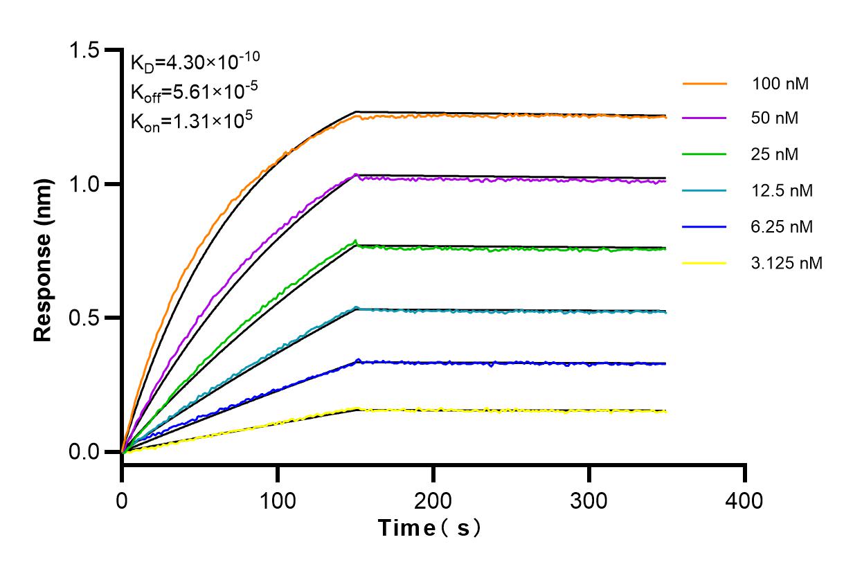 Affinity and Kinetic Characterization of 83641-4-RR