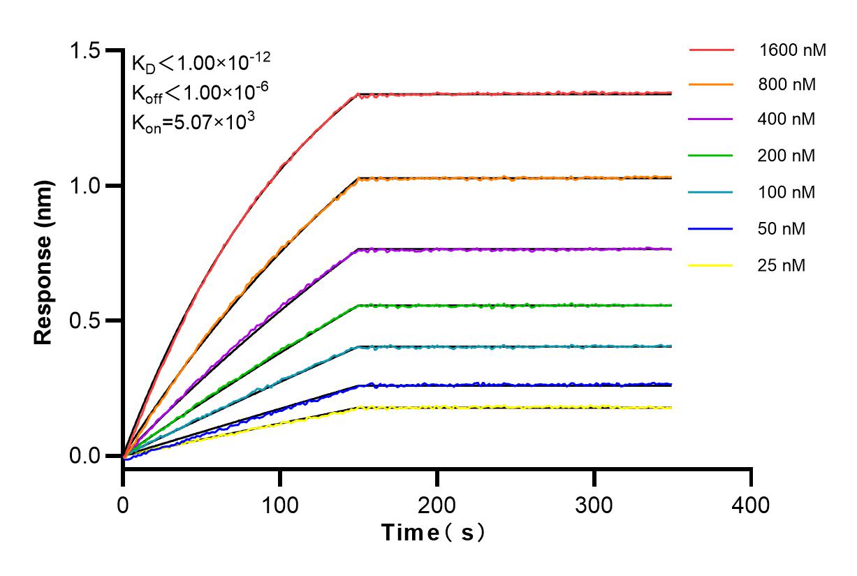 Affinity and Kinetic Characterization of 83648-1-RR