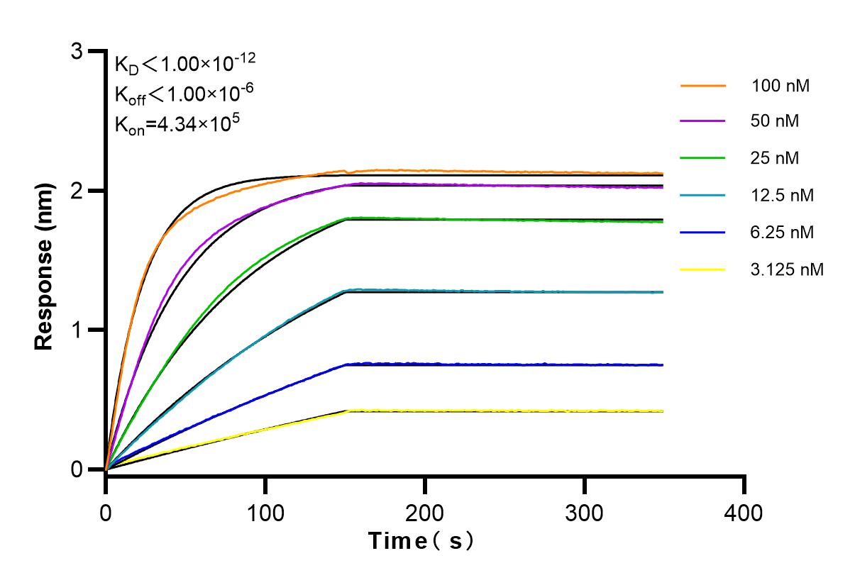 Affinity and Kinetic Characterization of 83656-3-RR