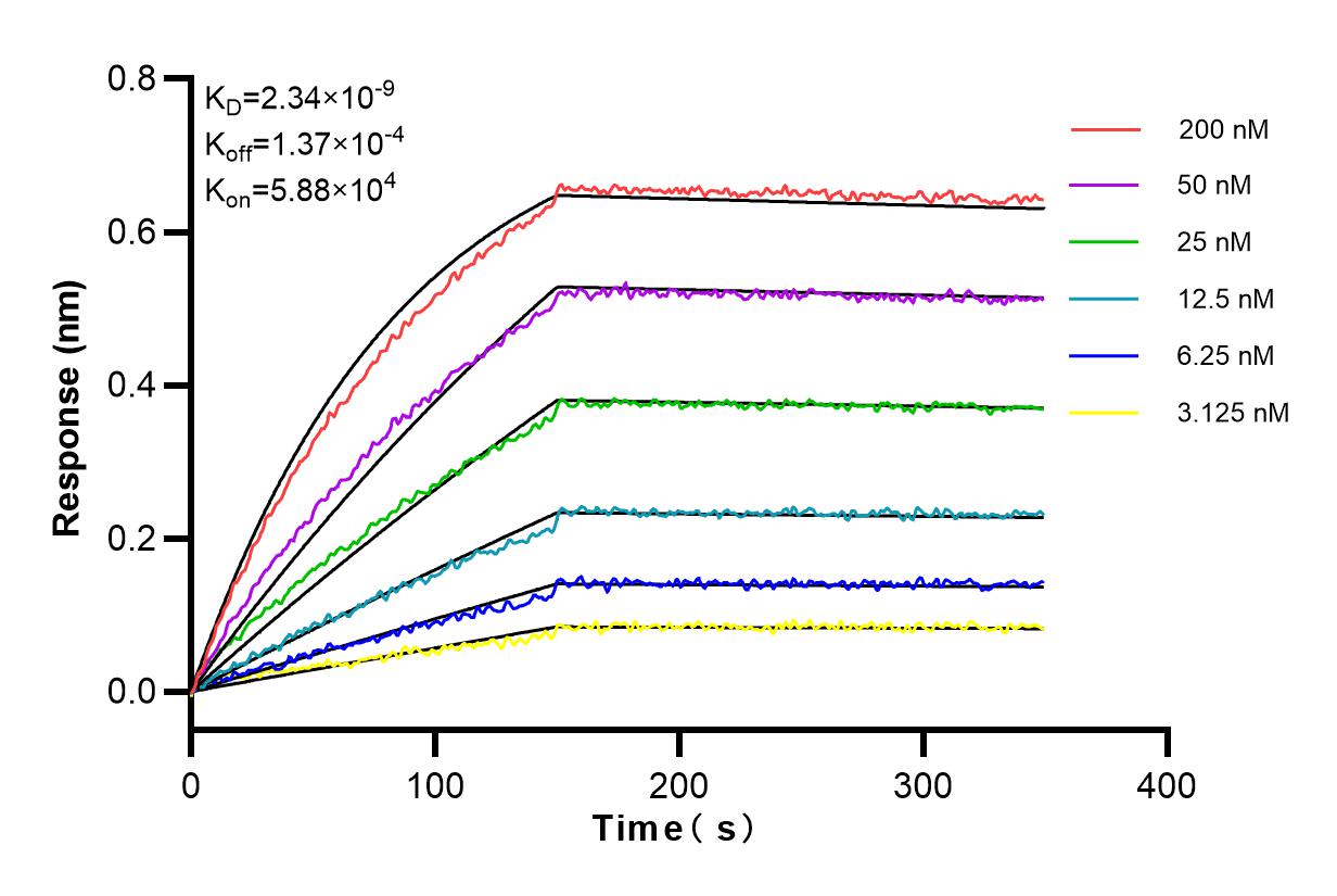 Affinity and Kinetic Characterization of 83677-2-RR