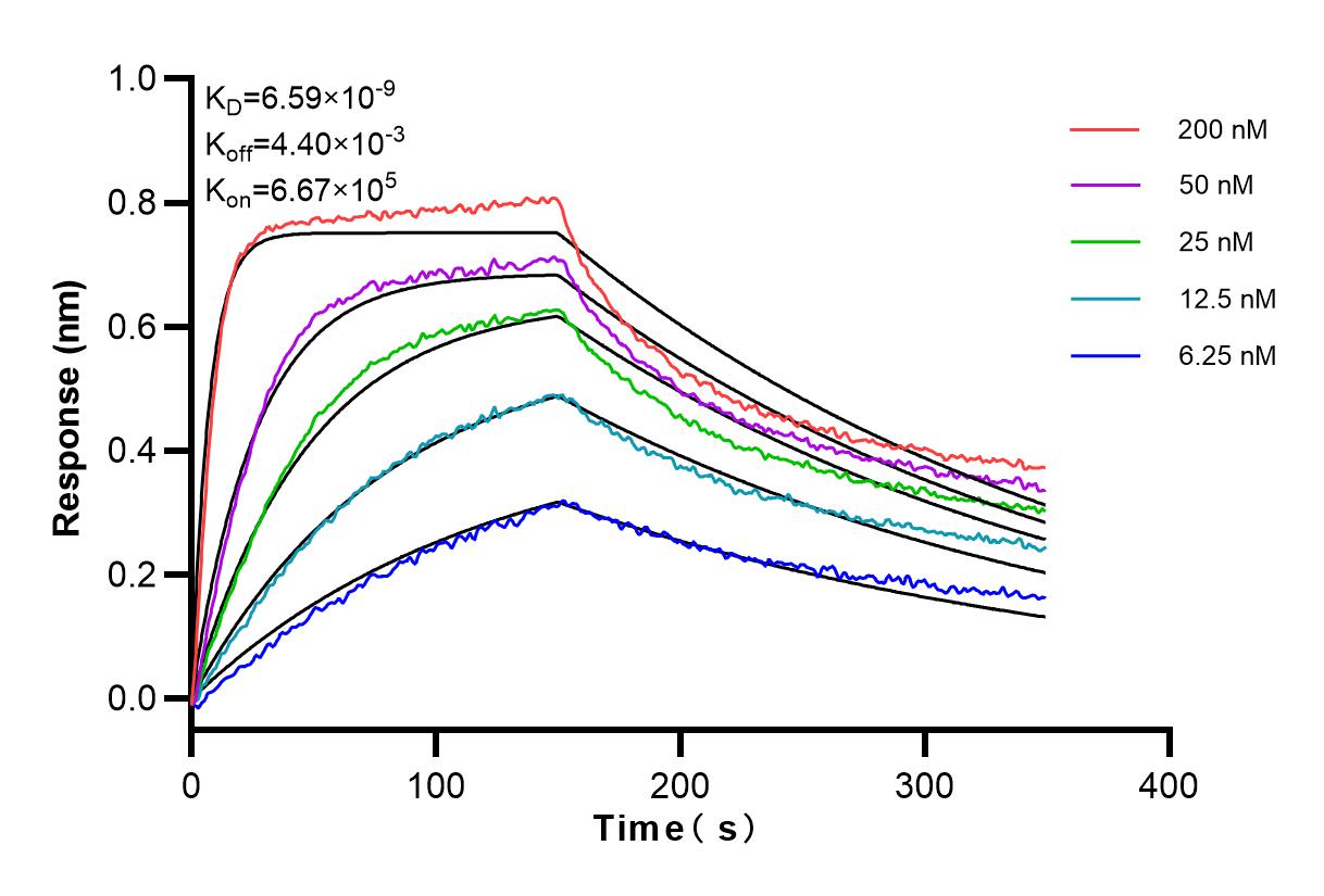 Affinity and Kinetic Characterization of 83678-3-RR