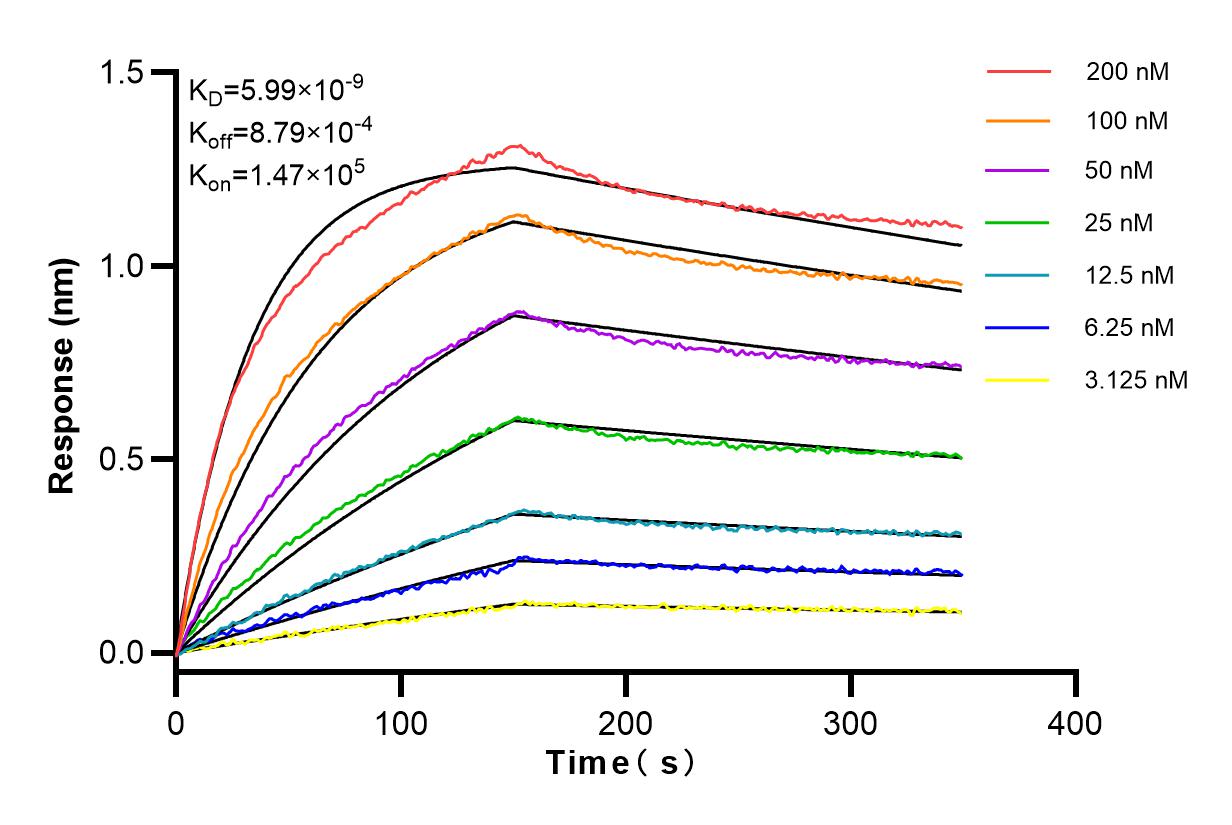 Affinity and Kinetic Characterization of 83689-4-RR