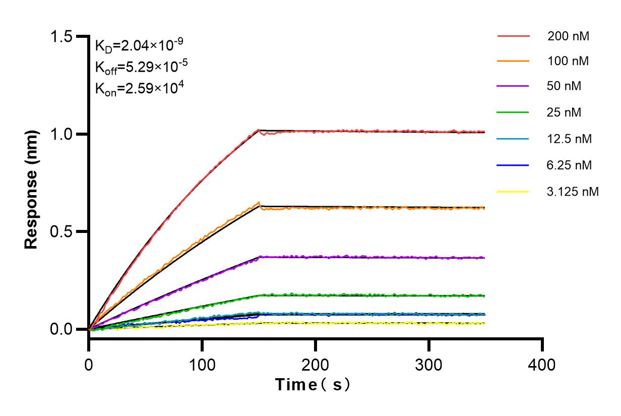 Affinity and Kinetic Characterization of 83703-2-RR