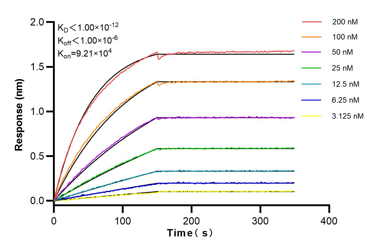 Affinity and Kinetic Characterization of 83704-2-RR