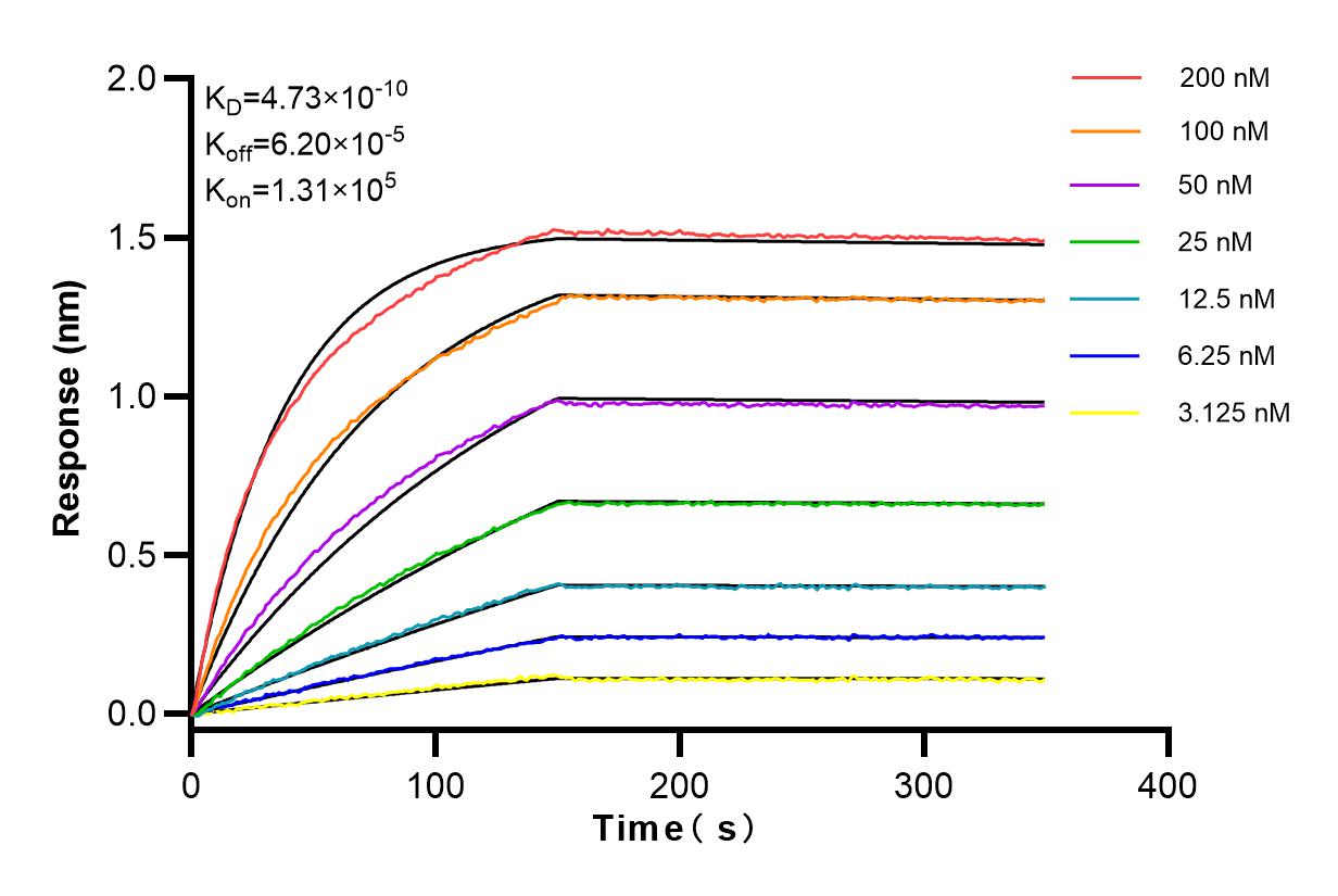 Affinity and Kinetic Characterization of 83705-2-RR