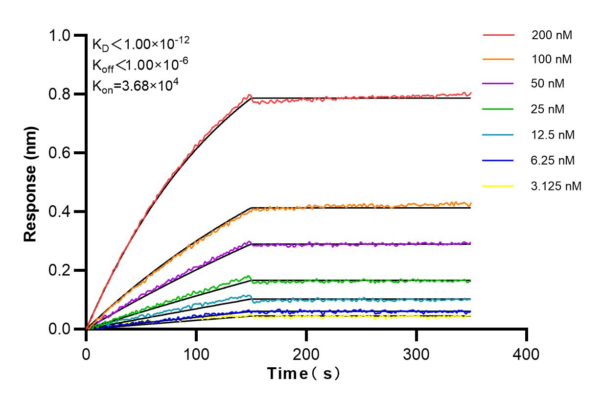 Affinity and Kinetic Characterization of 83708-1-RR