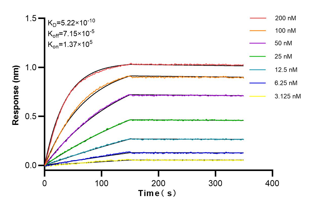 Affinity and Kinetic Characterization of 83711-1-RR