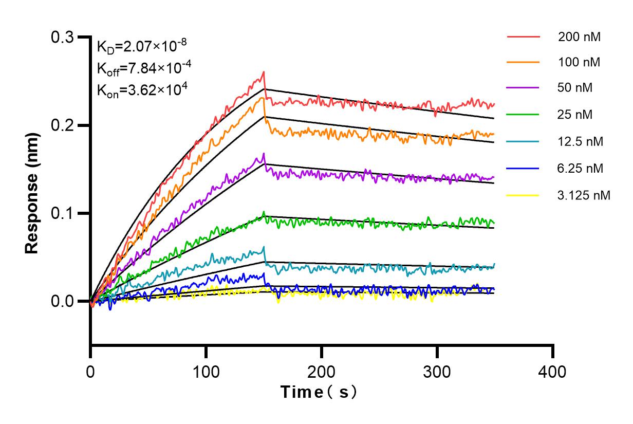 Affinity and Kinetic Characterization of 83712-4-RR