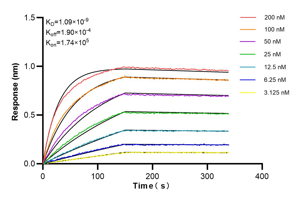 Affinity and Kinetic Characterization of 83713-2-RR