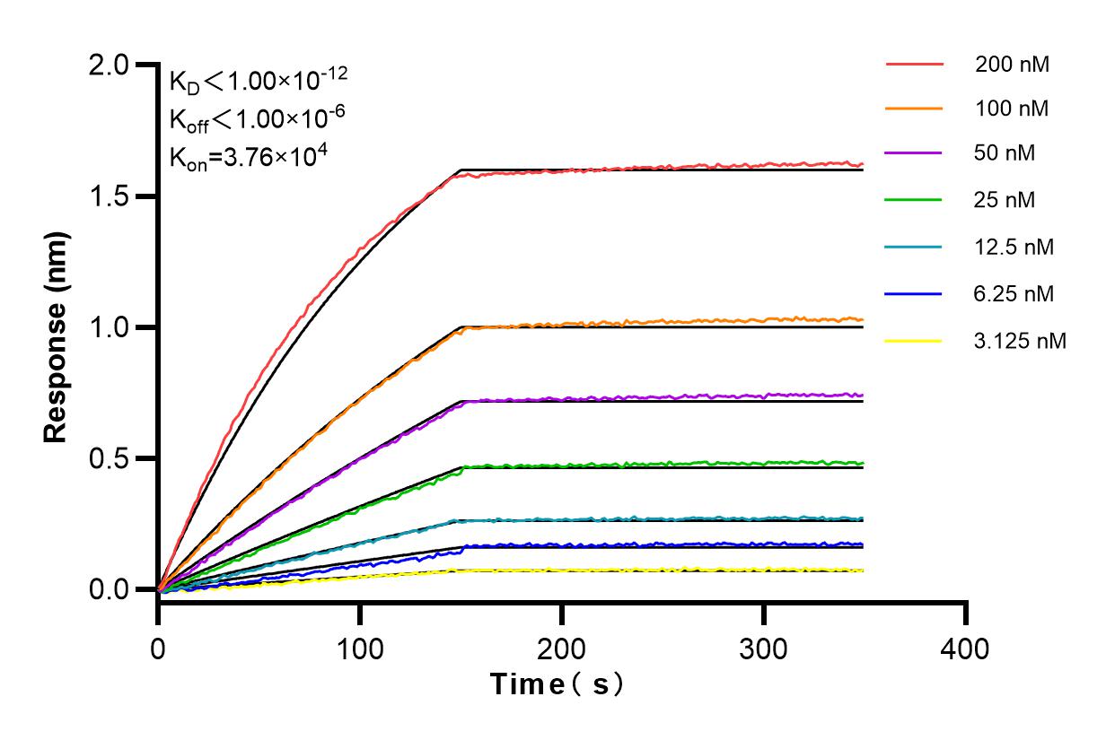 Affinity and Kinetic Characterization of 83730-3-RR