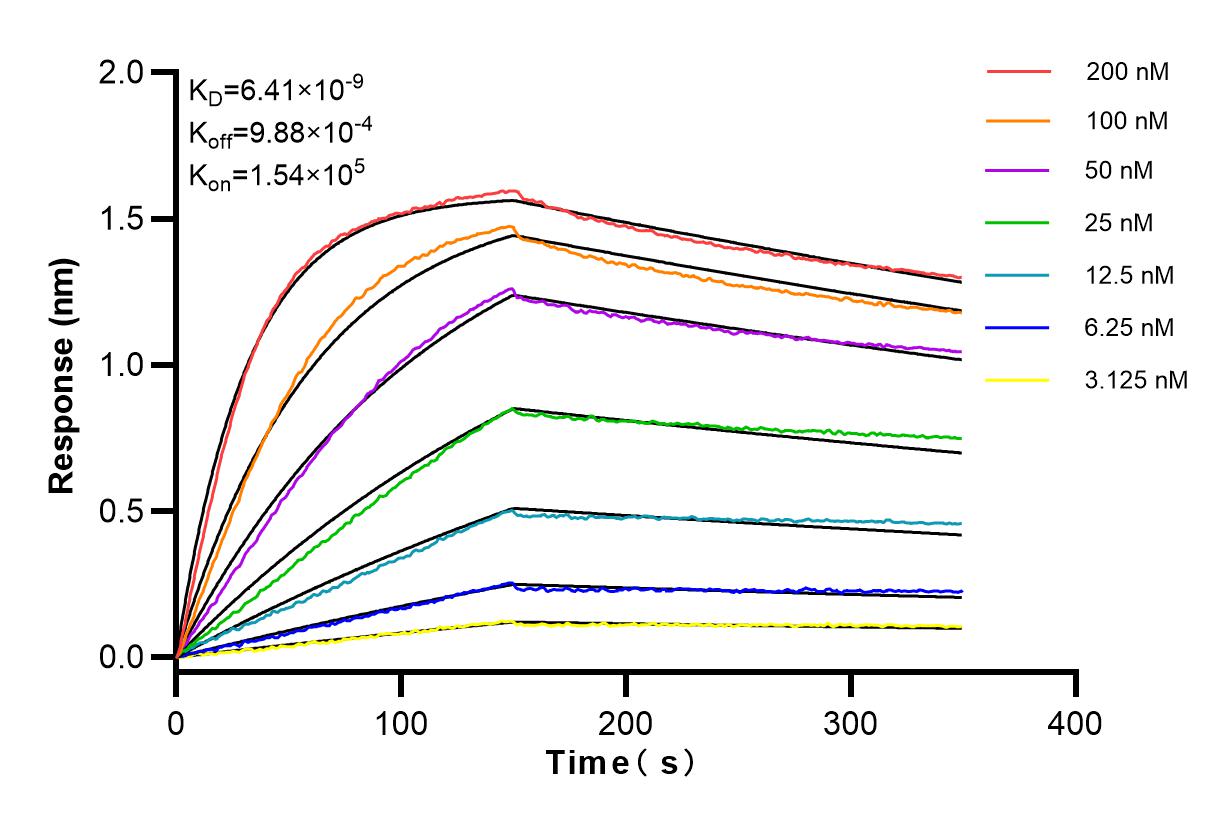 Affinity and Kinetic Characterization of 83742-5-RR