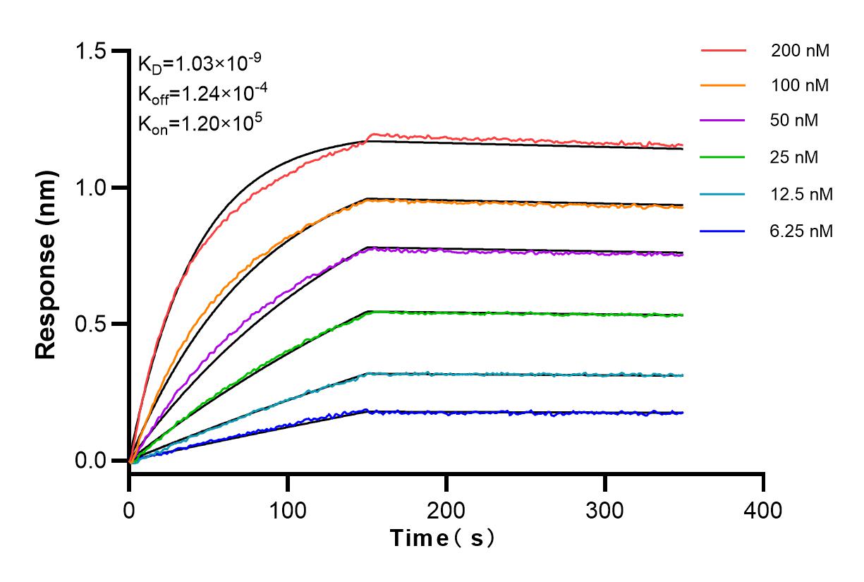 Affinity and Kinetic Characterization of 83744-2-RR