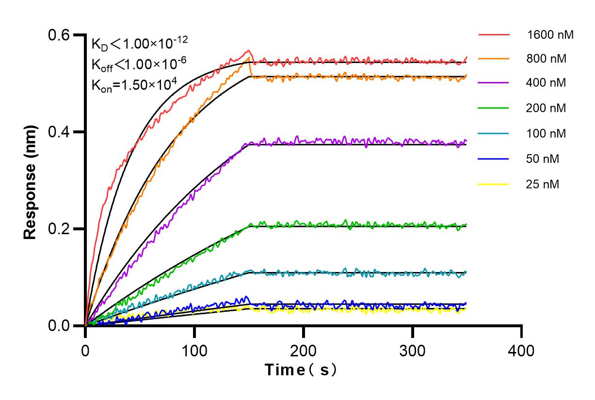 Affinity and Kinetic Characterization of 83753-4-RR