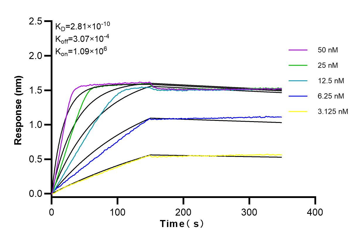 Affinity and Kinetic Characterization of 83763-5-RR