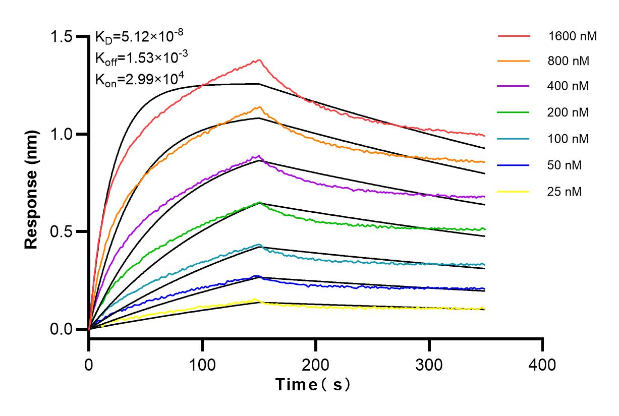 Affinity and Kinetic Characterization of 83766-5-RR