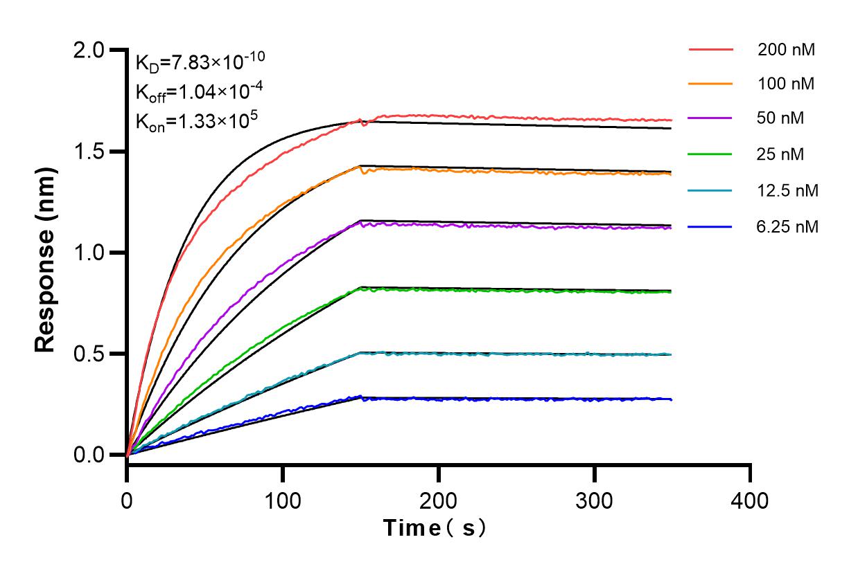 Affinity and Kinetic Characterization of 83773-6-RR