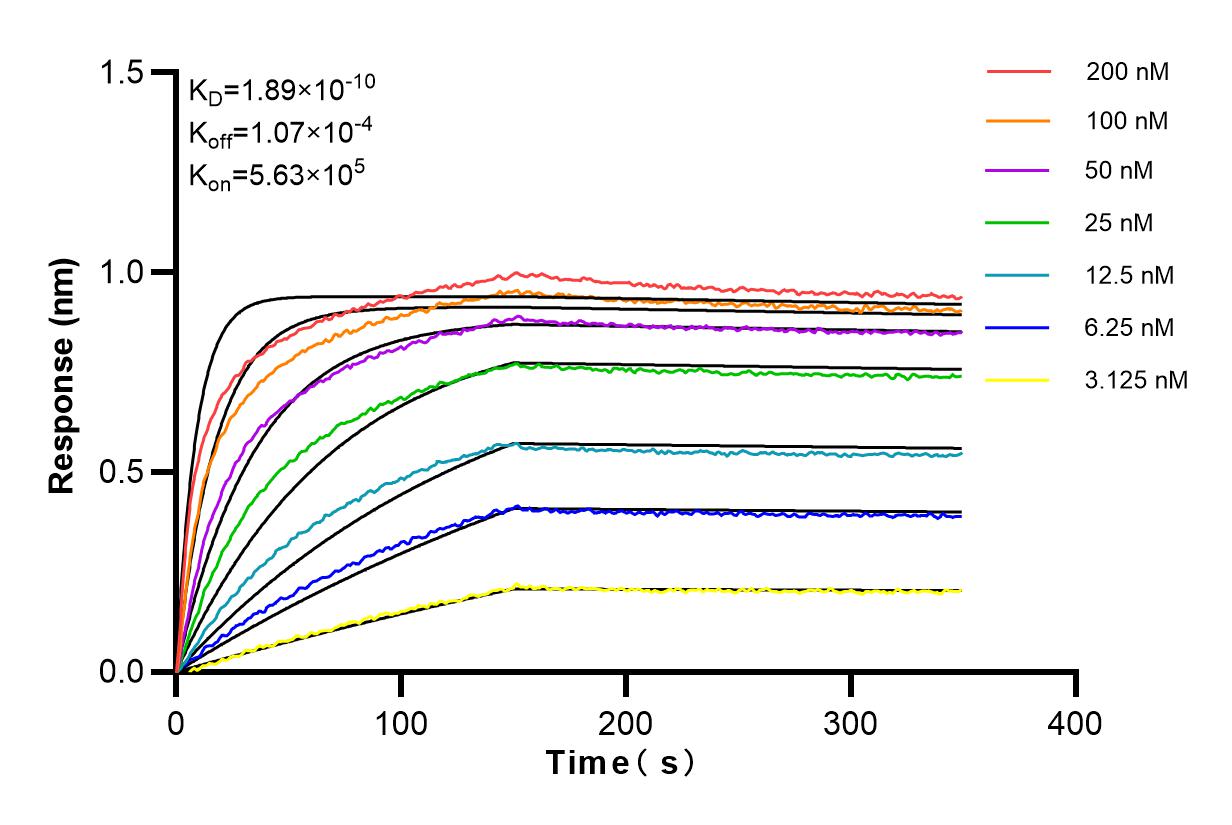 Affinity and Kinetic Characterization of 83774-1-RR