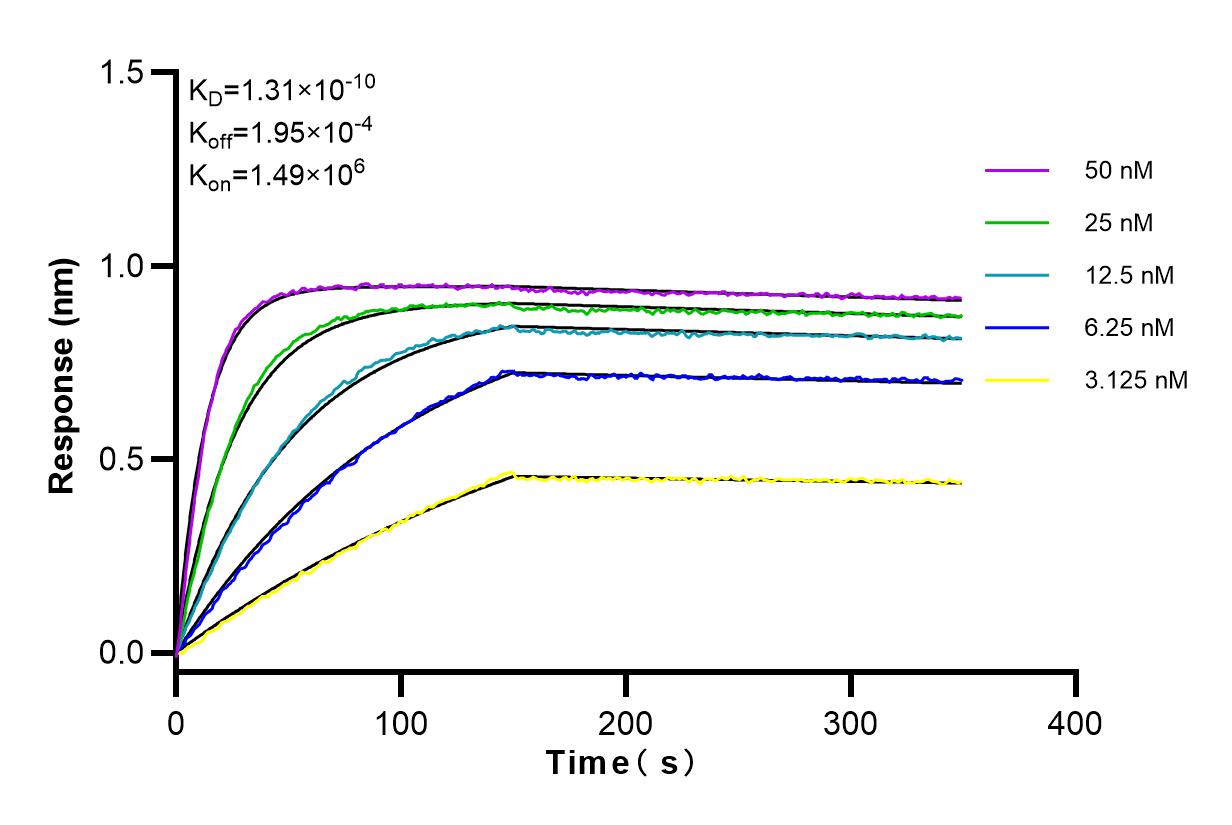 Affinity and Kinetic Characterization of 83776-4-RR