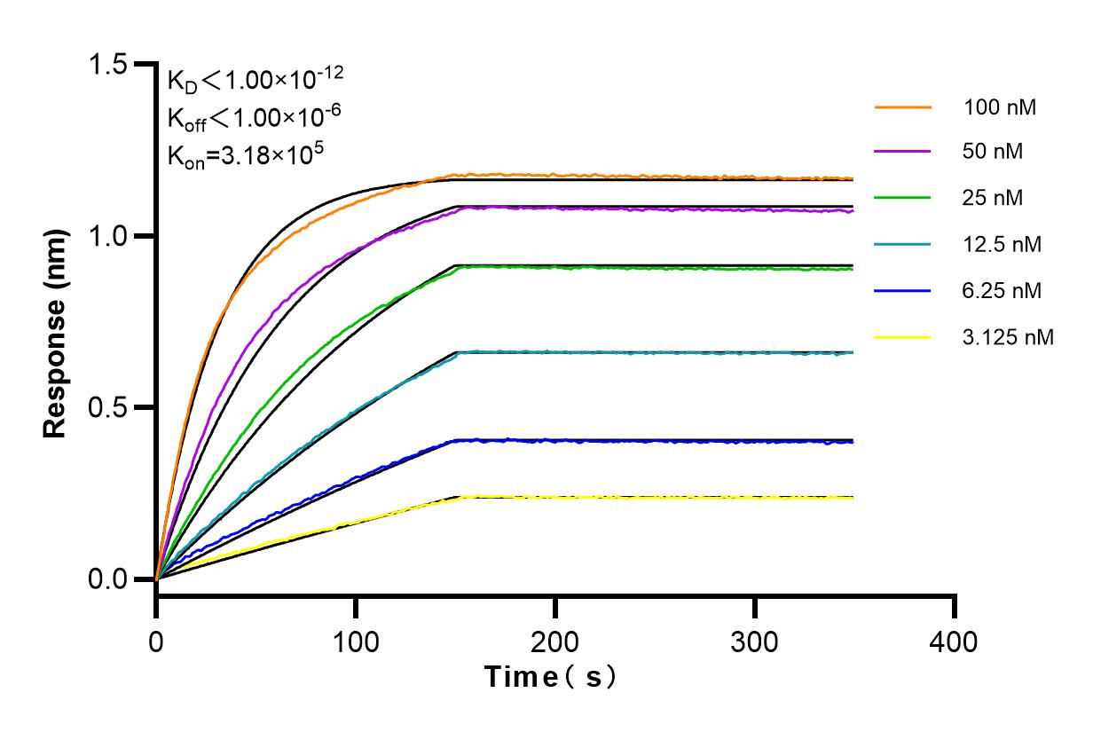 Affinity and Kinetic Characterization of 83779-4-RR