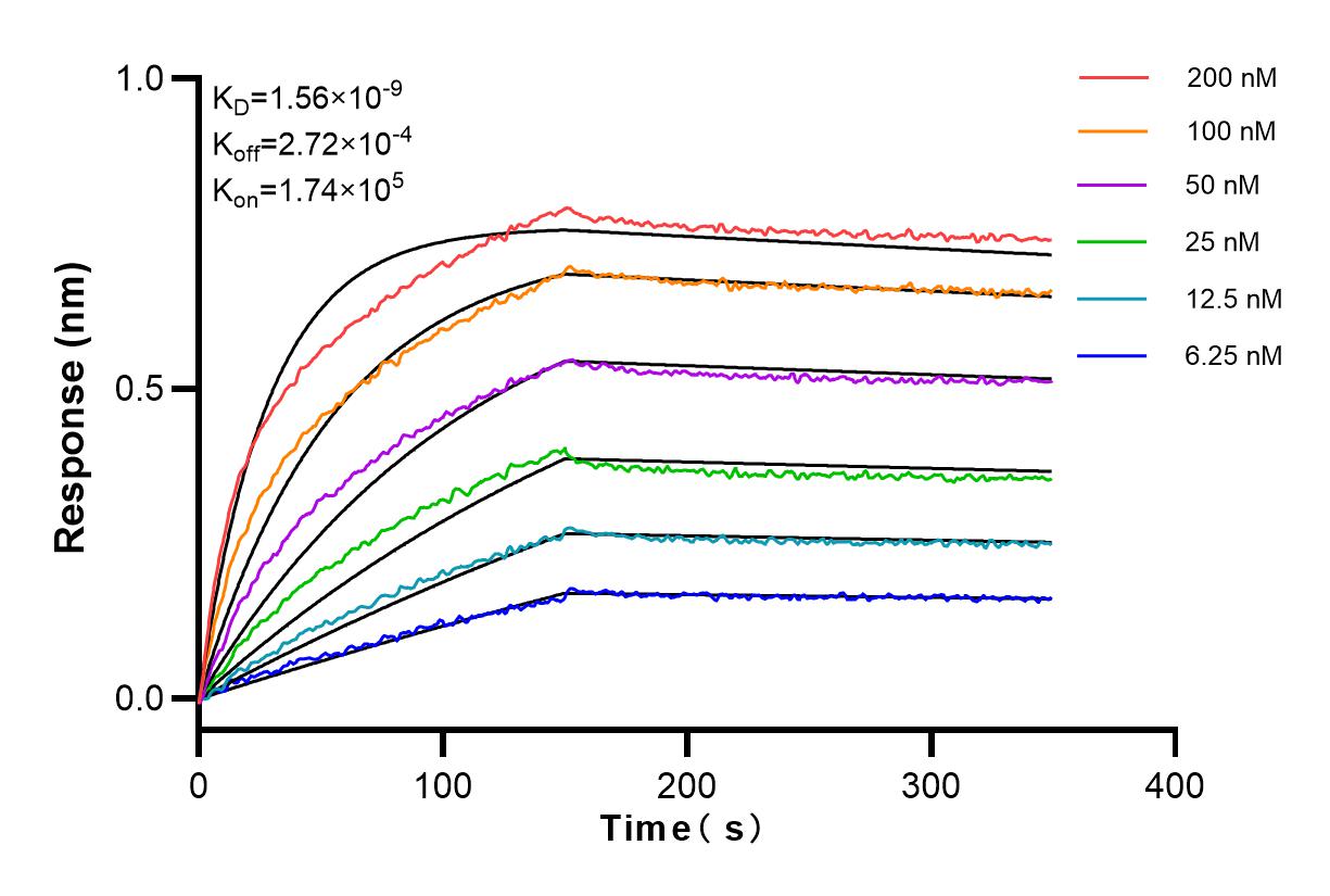 Affinity and Kinetic Characterization of 83800-5-RR