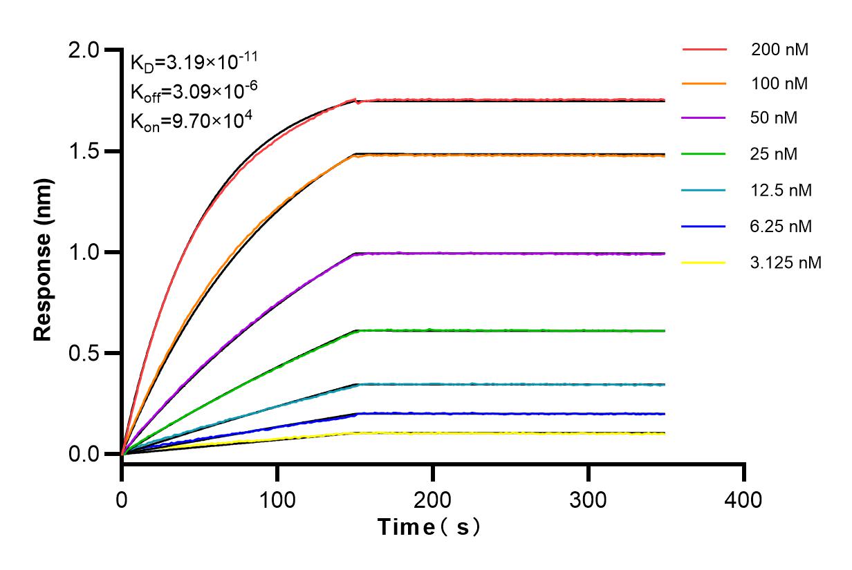 Affinity and Kinetic Characterization of 83803-2-RR