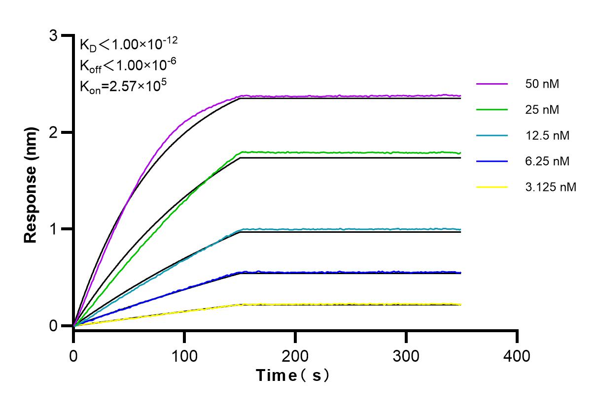 Affinity and Kinetic Characterization of 83805-4-RR