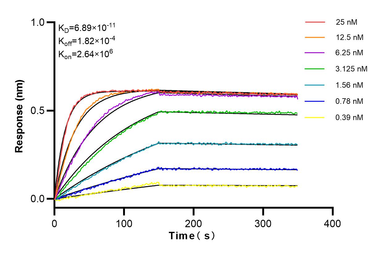 Affinity and Kinetic Characterization of 83833-5-RR