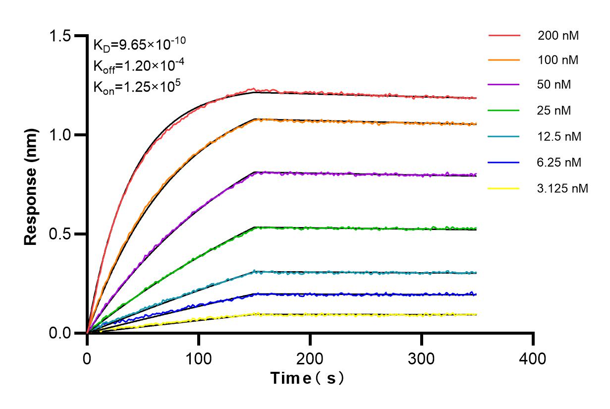 Affinity and Kinetic Characterization of 83854-2-RR