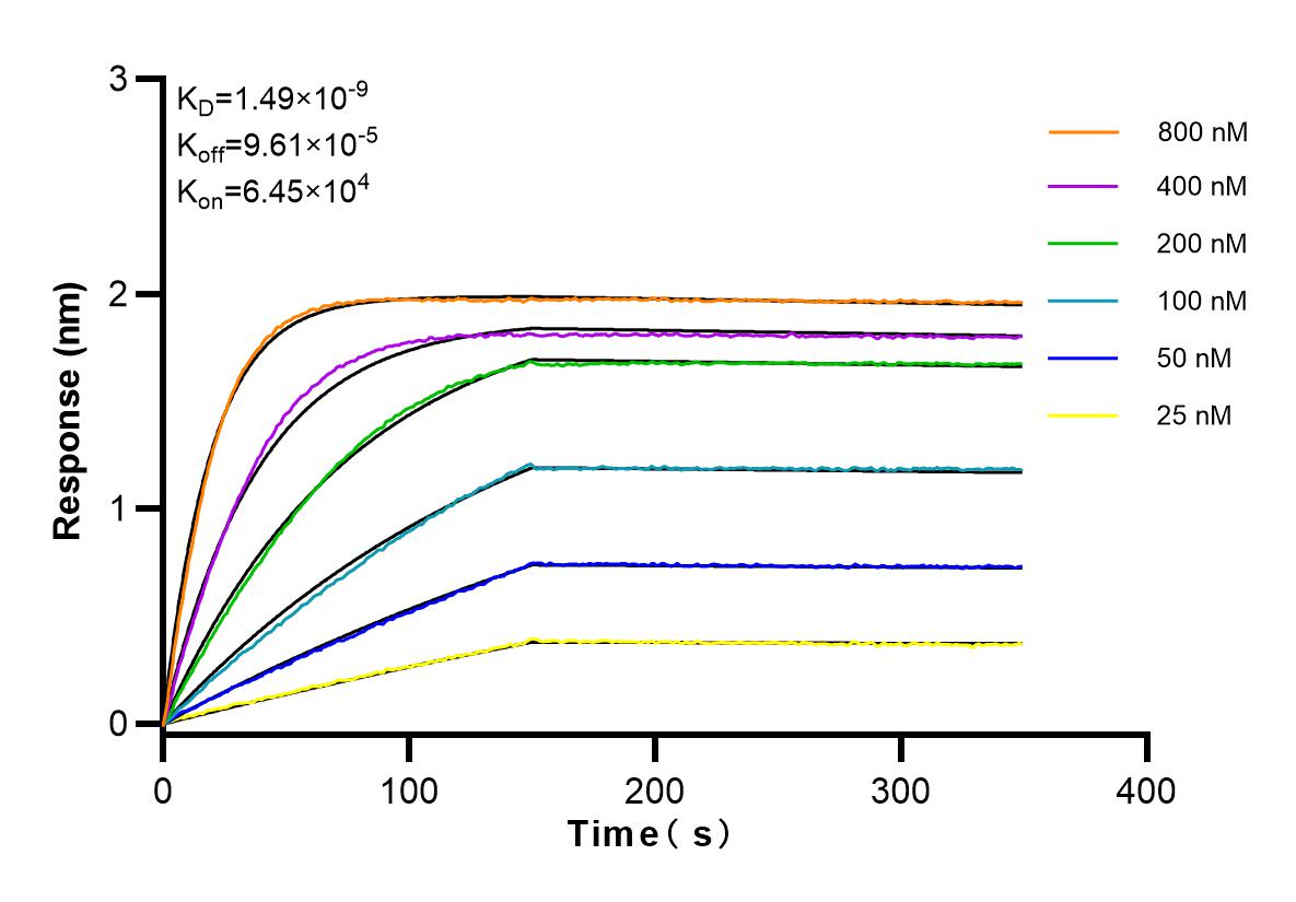 Affinity and Kinetic Characterization of 83886-5-RR