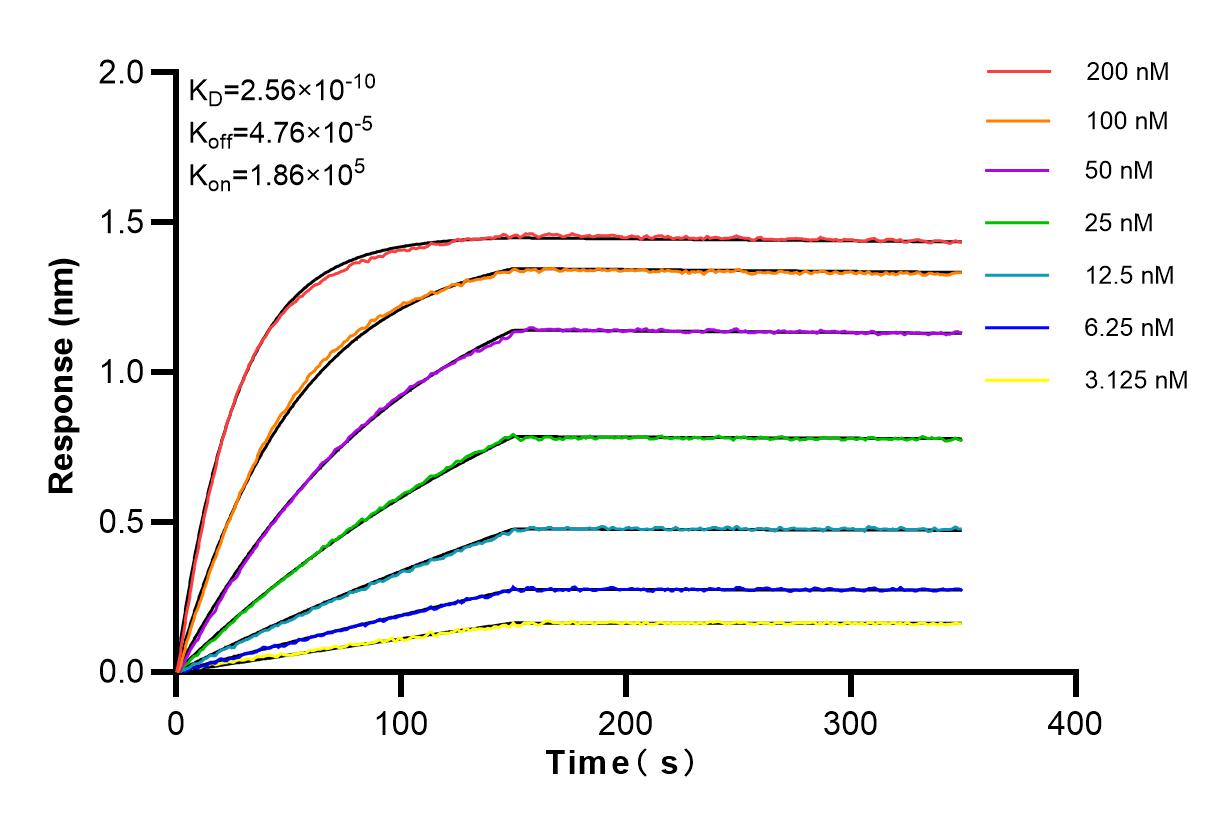 Affinity and Kinetic Characterization of 83886-6-RR