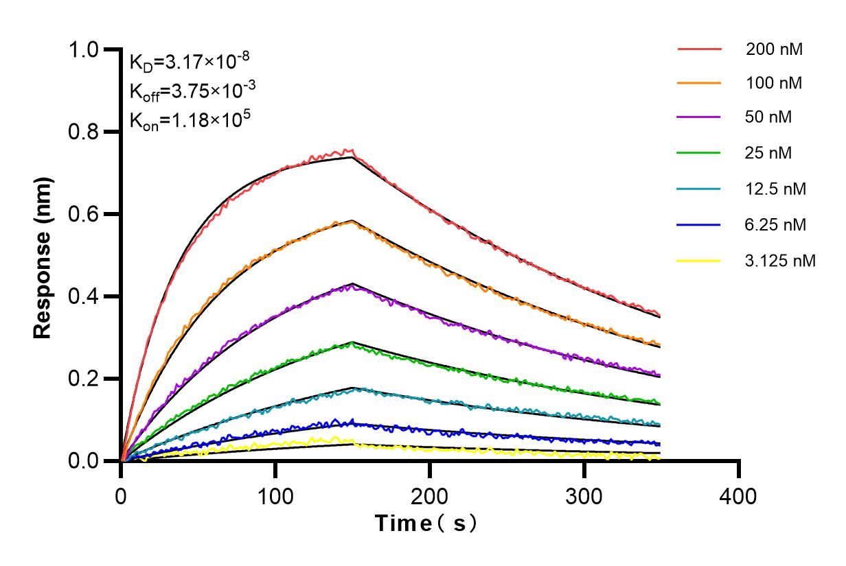 Affinity and Kinetic Characterization of 83896-1-RR