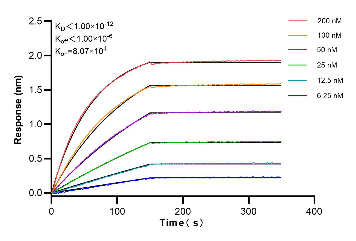 Affinity and Kinetic Characterization of 83900-7-RR