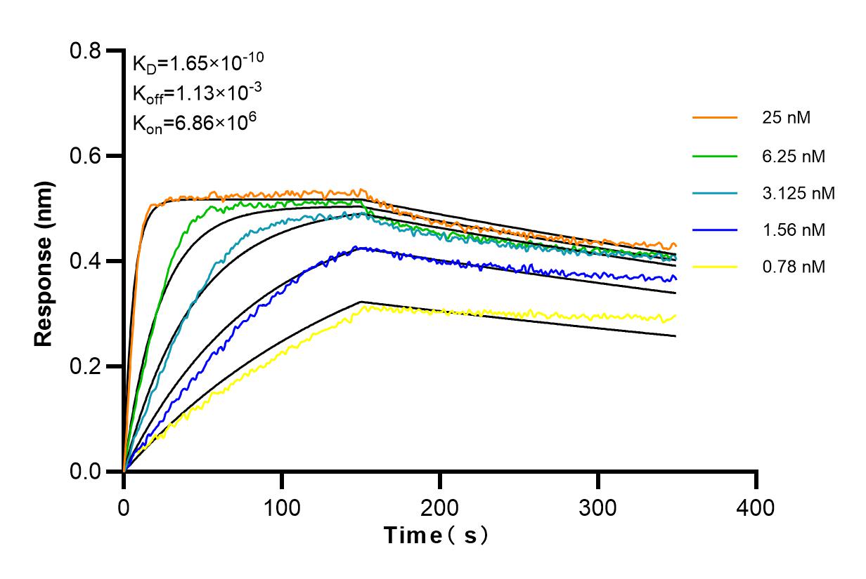 Affinity and Kinetic Characterization of 83903-4-RR