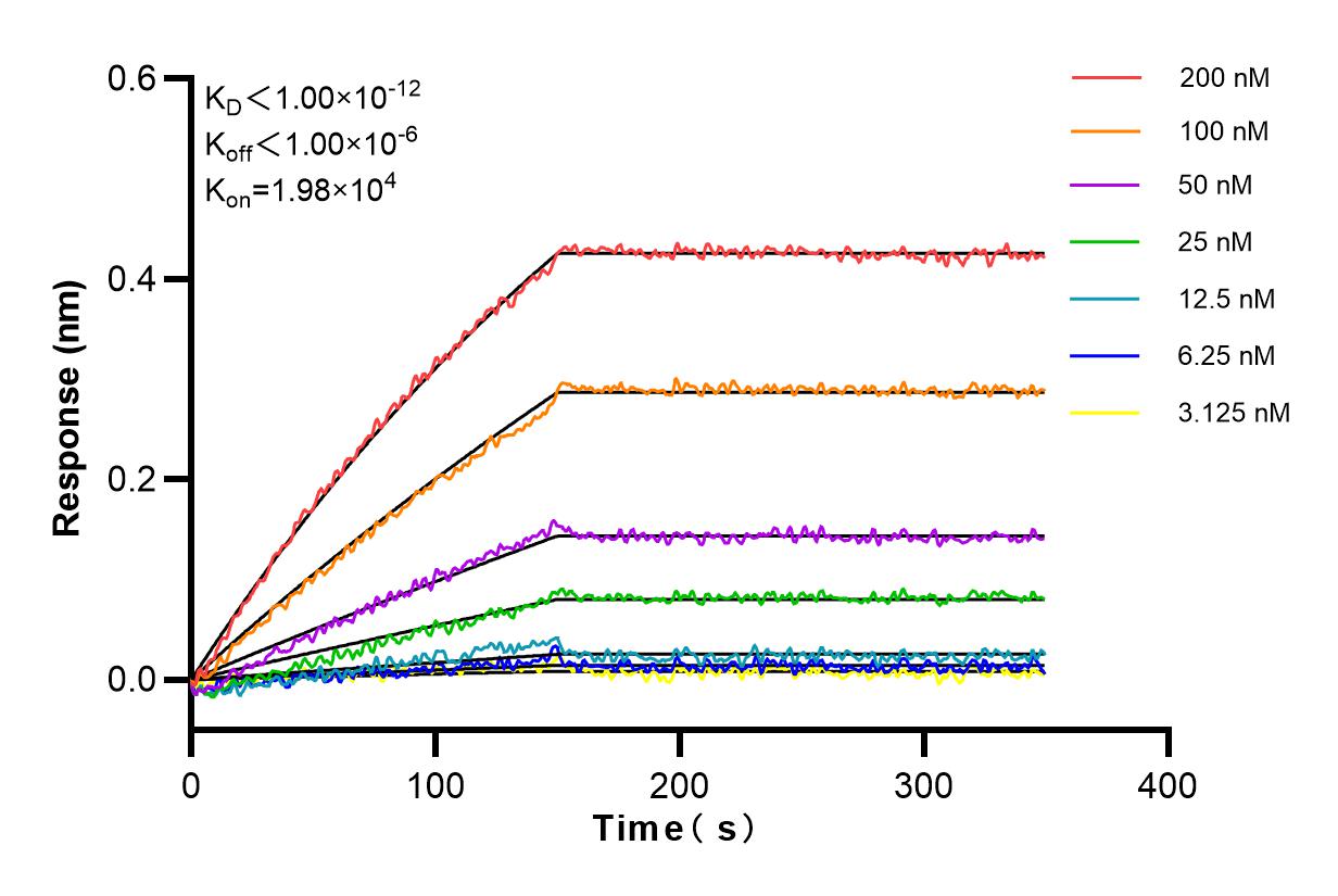 Affinity and Kinetic Characterization of 83906-6-RR